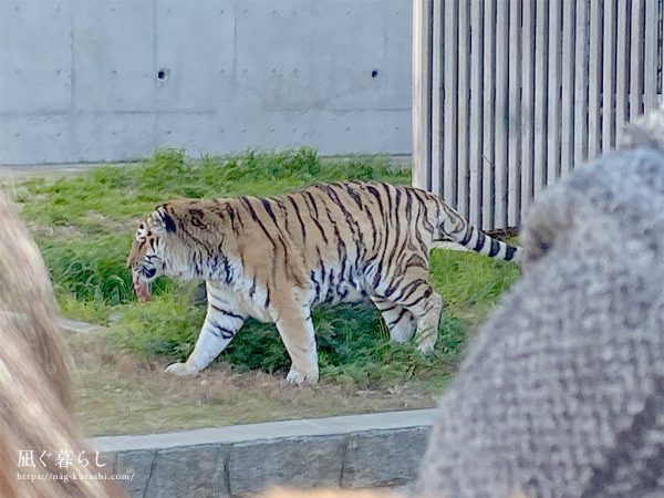 天王寺動物園　トラ
